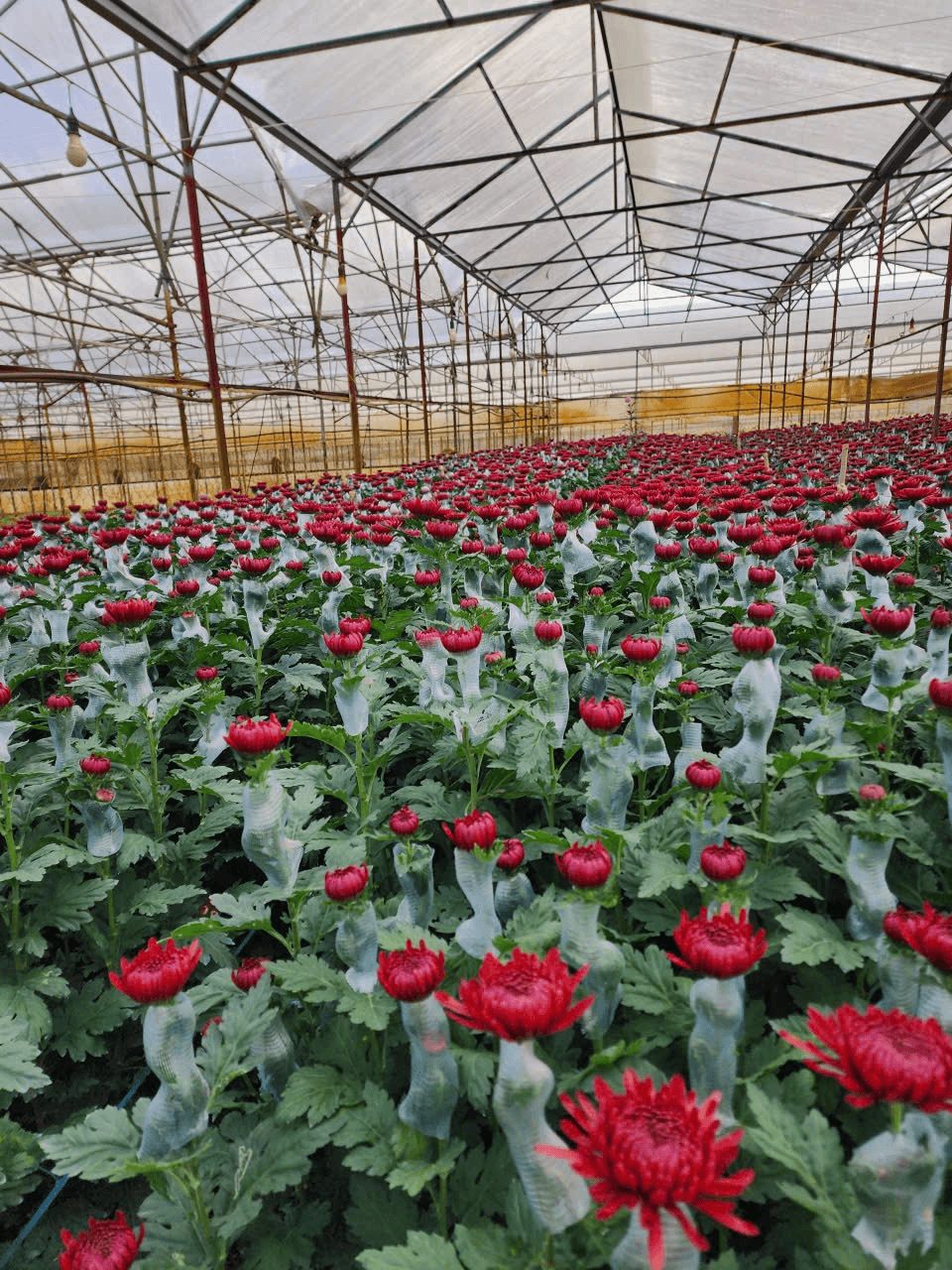 Vườn bông Hoàng Gia tại hoaduchang.vn