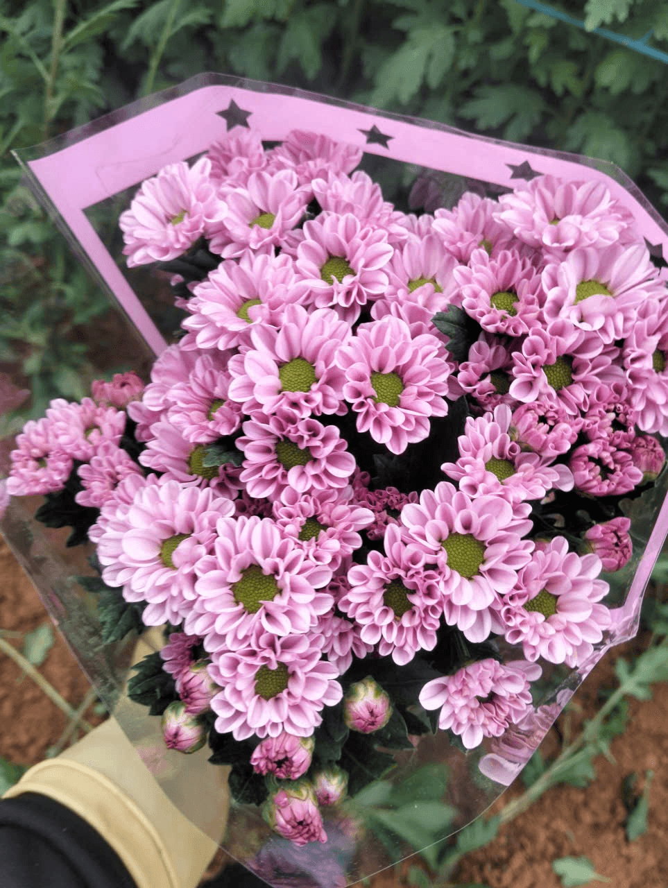 Hoa Cúc Rosi Hồng