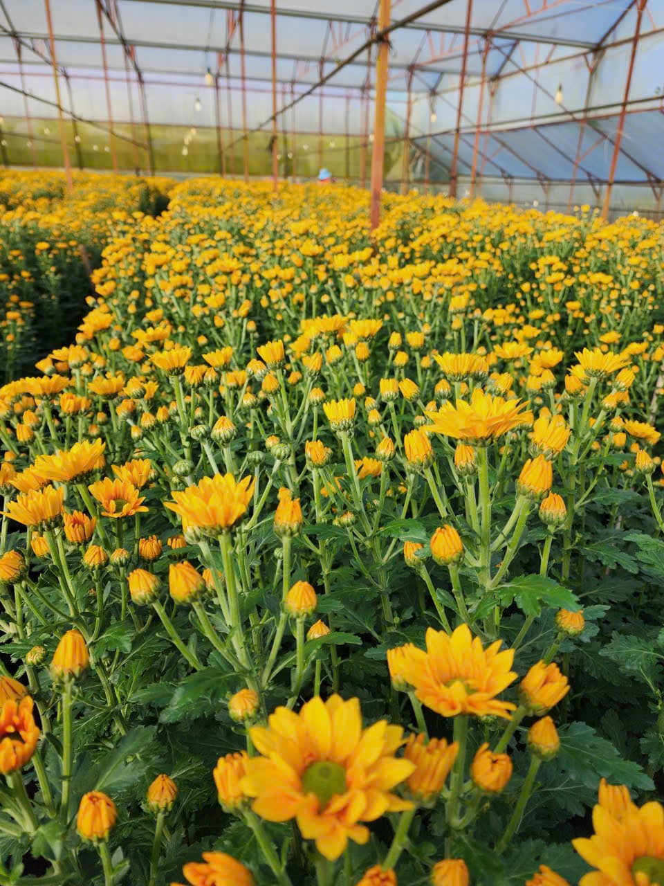 Toàn cảnh trang trại hoa Đức Hằng tại Đà Lạt